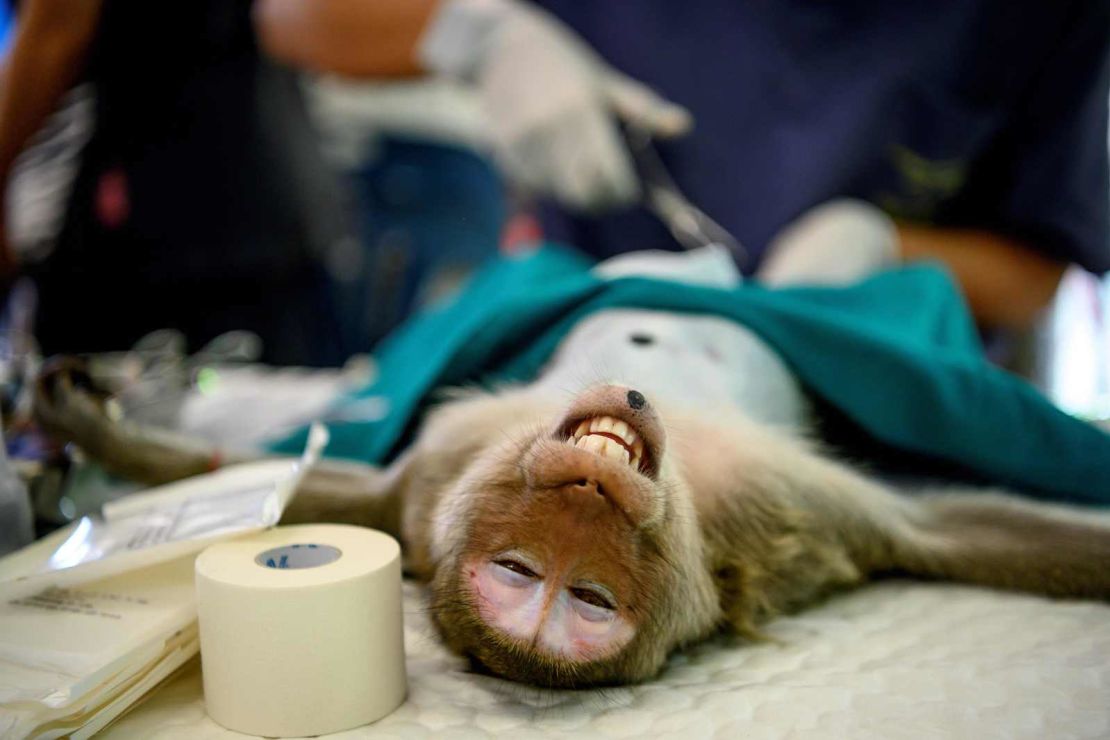 A veterinarian sterilizes a monkey in Lopburi on June 21, 2020.