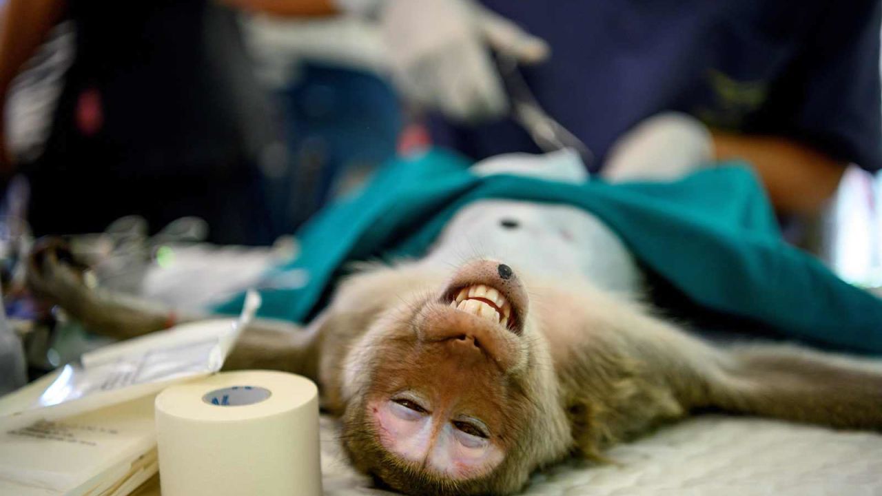 A veterinarian sterilizes a monkey in Lopburi on June 21, 2020.