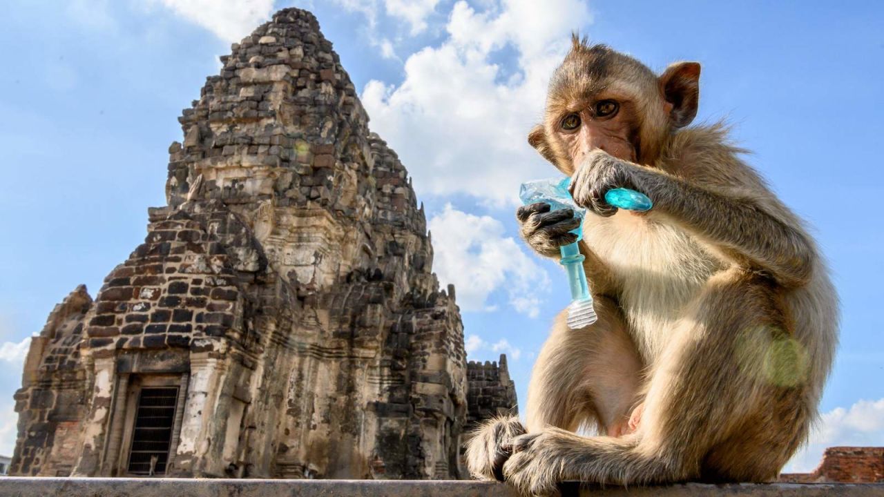 A macaque drinks from a plastic container in front of Lopburi's Prang Sam Yod temple in June.