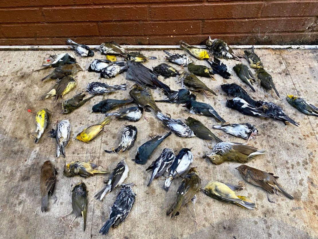 01 1500 birds flew Philly skyscraper