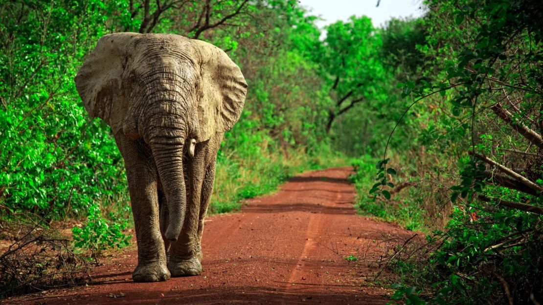 Mole National Park, Ghana's largest wildlife refuge, holds around 90 species of mammals, including African elephants.