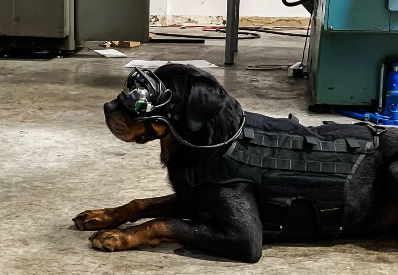 Police dog with clearance goggles