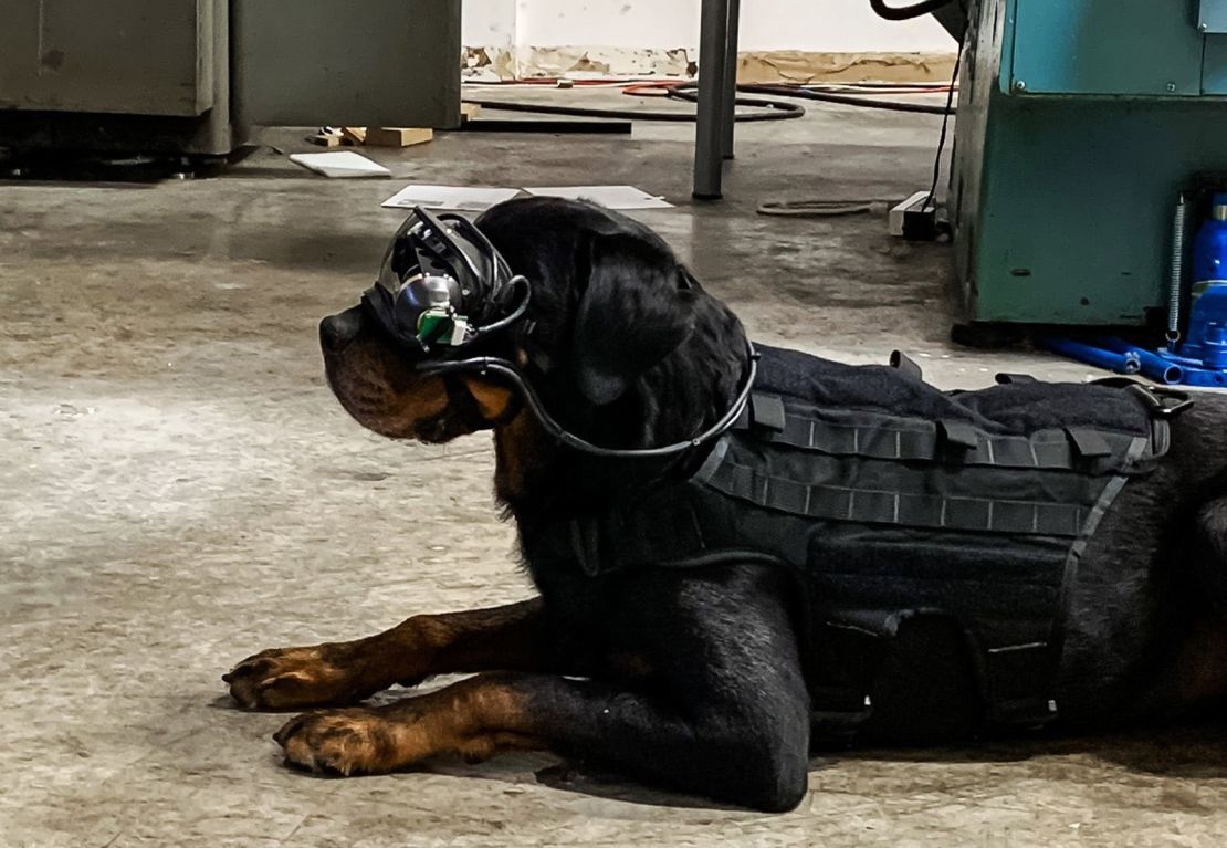 The goggles are custom-designed for each dog.