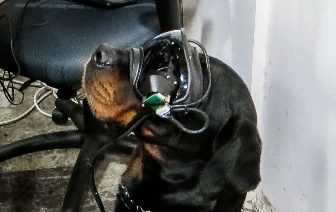 Mater the rottweiler, who is the lead researcher's dog, is shown modeling the new augmented reality goggles.