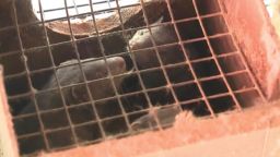 There are dozens of mink farms like this near Medford, Wisconsin, where one such farm is experiencing an coronavirus outbreak among the animals.