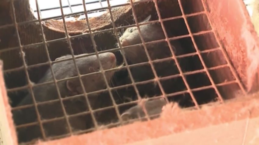 There are dozens of mink farms like this near Medford, Wisconsin, where one such farm is experiencing an coronavirus outbreak among the mink.