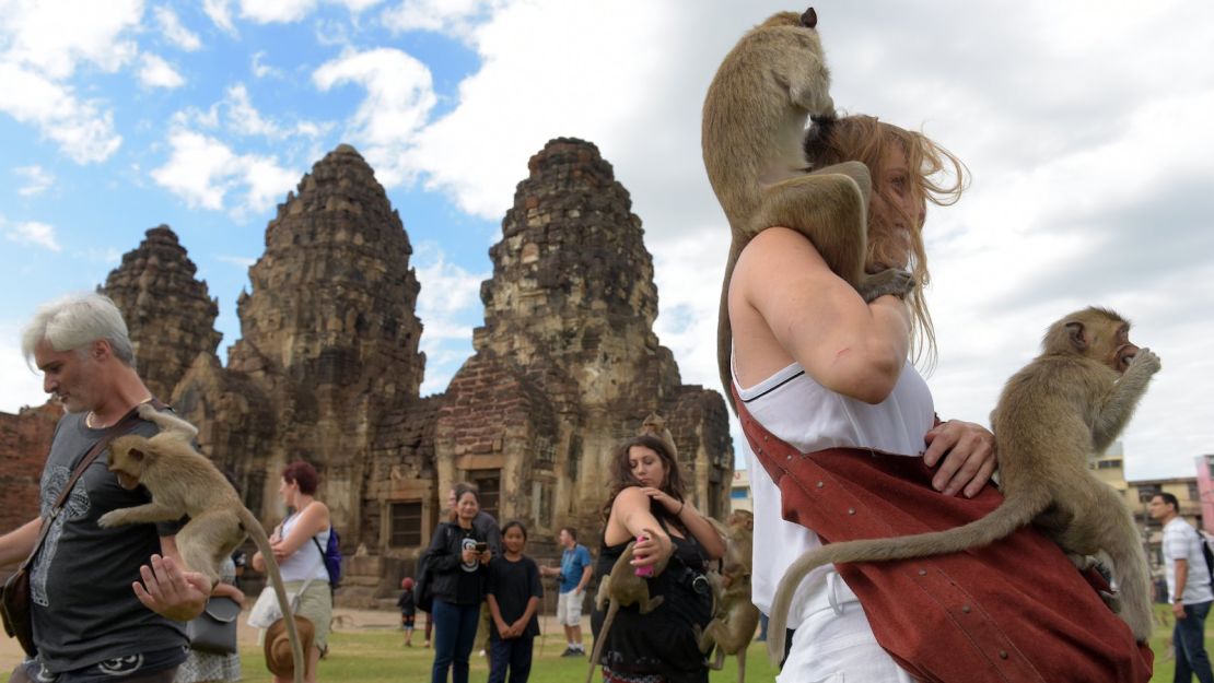 Monkeys jump onto tourists during the annual "Monkey Buffet" in Lopburi on November 27, 2016. 