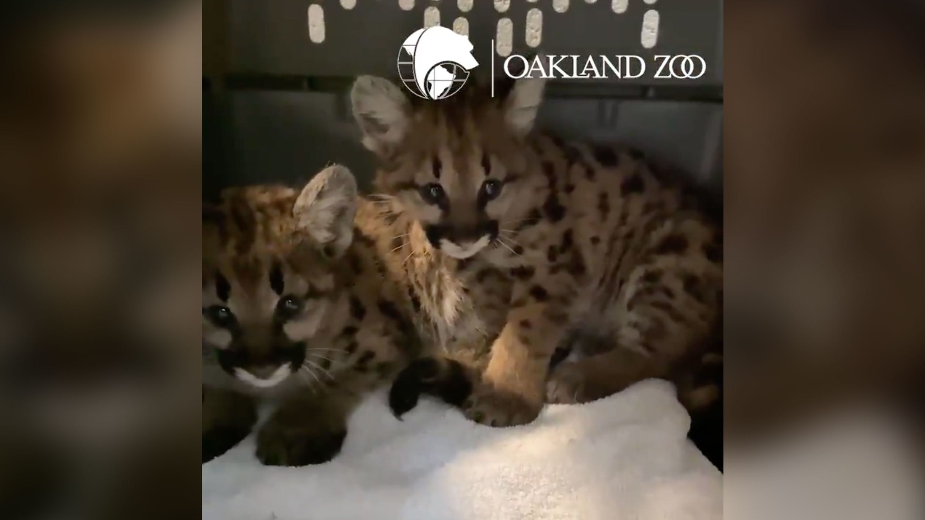 The orphaned female mountain lion cubs were rescued from the Zogg Fire in California. 