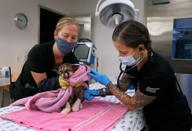Dr. Alex Herman, right, and veterinary technician Linden West examine <a href="index.php?page=&url=http%3A%2F%2Fwww.cnn.com%2F2020%2F10%2F01%2Fus%2Fmountain-lion-cub-rescued-california-zogg-fire%2Findex.html" target="_blank">Captain Cal,</a> a 6-week-old mountain lion cub recovering from severe burn injuries at the Oakland Zoo Hospital in Oakland, California. The zoo later took in <a href="index.php?page=&url=http%3A%2F%2Fwww.cnn.com%2F2020%2F10%2F11%2Fus%2Foakland-zoo-mountain-lion-rescued-from-wildfire-trnd%2Findex.html" target="_blank">two more cubs rescued</a> from the same fire.