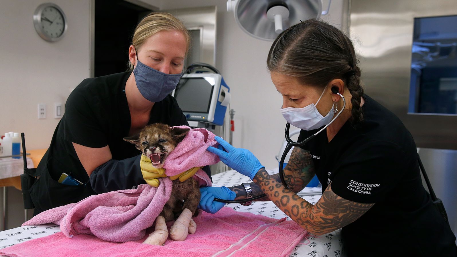 Dr. Alex Herman, right, and veterinary technician Linden West examine <a href="http://www.cnn.com/2020/10/01/us/mountain-lion-cub-rescued-california-zogg-fire/index.html" target="_blank">Captain Cal,</a> a 6-week-old mountain lion cub recovering from severe burn injuries at the Oakland Zoo Hospital in Oakland, California. The zoo later took in <a href="http://www.cnn.com/2020/10/11/us/oakland-zoo-mountain-lion-rescued-from-wildfire-trnd/index.html" target="_blank">two more cubs rescued</a> from the same fire.