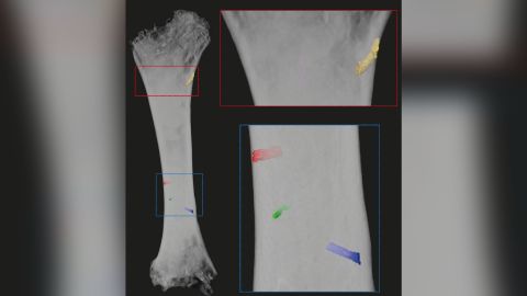 Measuring the blood vessels in this reconstructed fossilized femur belonging to a Morganucodon let the scientists estimate how much blood could supply the bone during exercise.