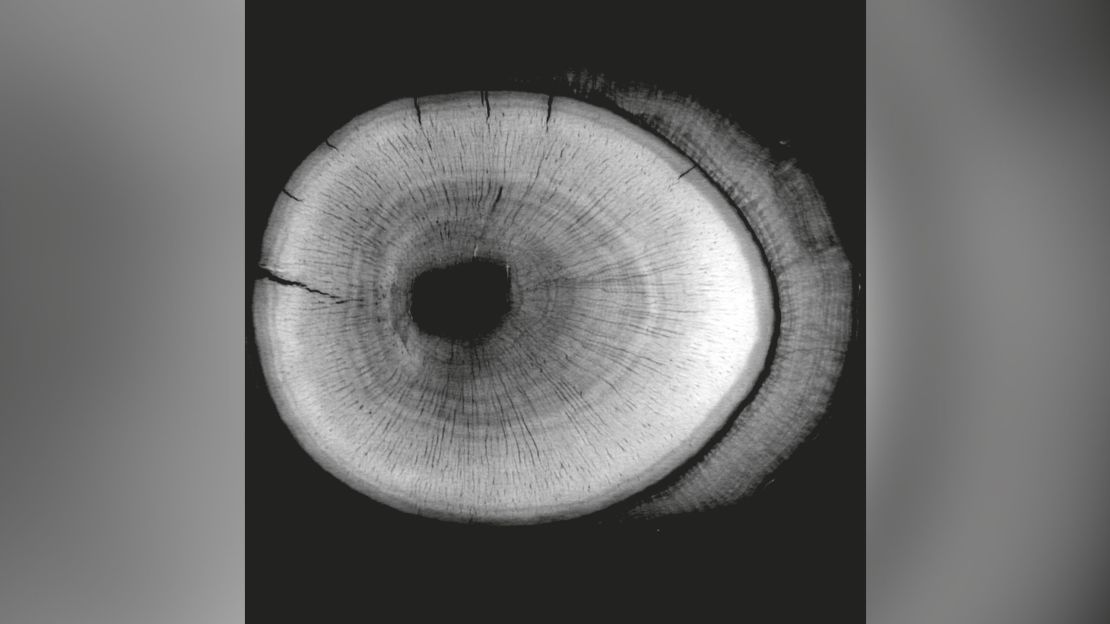 A micro-CT scan of a fossil Morganucodon tooth root from 200 million years ago, showing annual growth rings. 