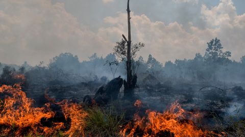 <a href="https://www.cnn.com/interactive/2019/11/asia/borneo-climate-bomb-intl-hnk/">Borneo is burning: How the world's demand for palm oil is driving deforestation in Indonesia</a>