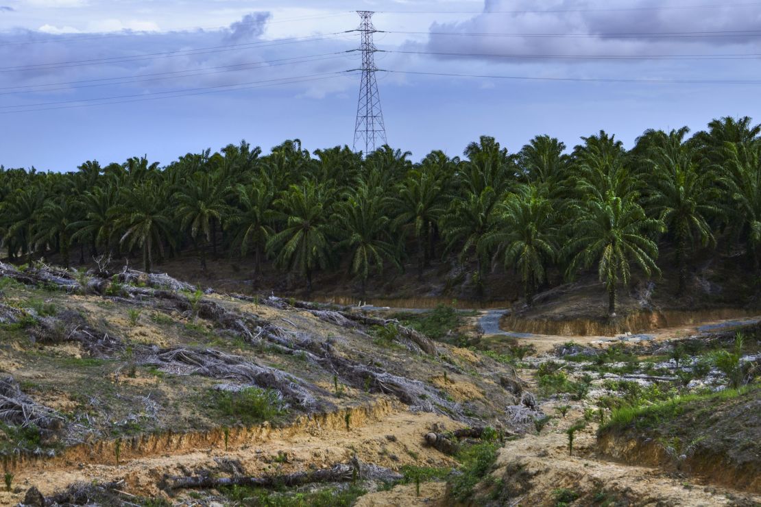 This picture taken on August 16, 2019 shows a palm oil fruit plantation in the Nagan Raya district in Indonesia's Aceh province.