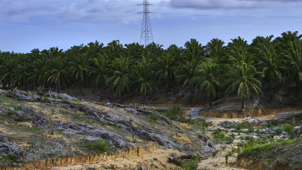 This picture taken on August 16, 2019 shows a palm oil fruit plantation in the Nagan Raya district in Indonesia's Aceh province. 