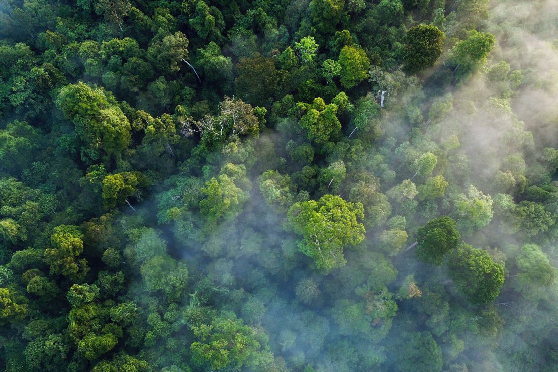 This aerial picture taken from a drone on January 9, 2019 shows trees in the Leuser ecosystem rainforest in the Subulussalam district, Aceh province. 