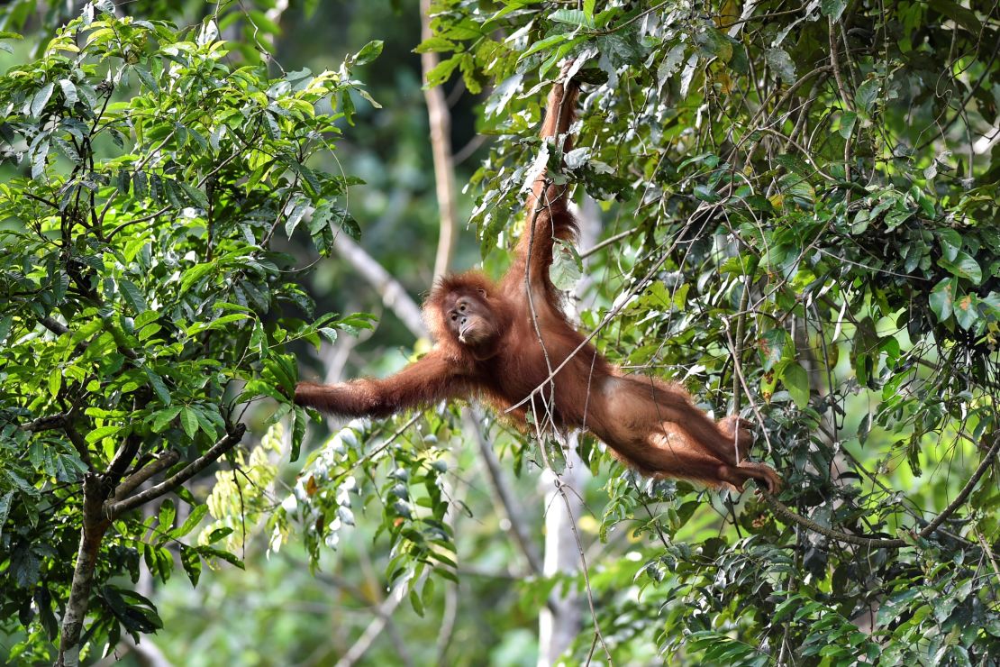 A young Sumatran orangutan swings on a tree at the Pinus Jantho Forest Reserve on June 18, 2019 in Indonesia.  