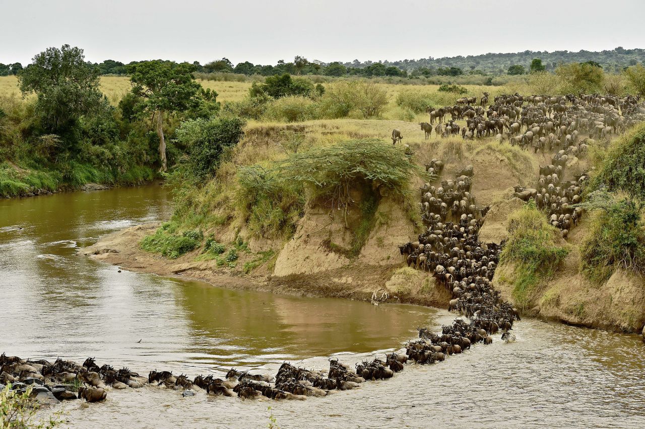 Wildebeests are seen crossing a river as they make the trek in search of greener pastures. The circular route spans anywhere from 800 to 1,600 kilometers. 