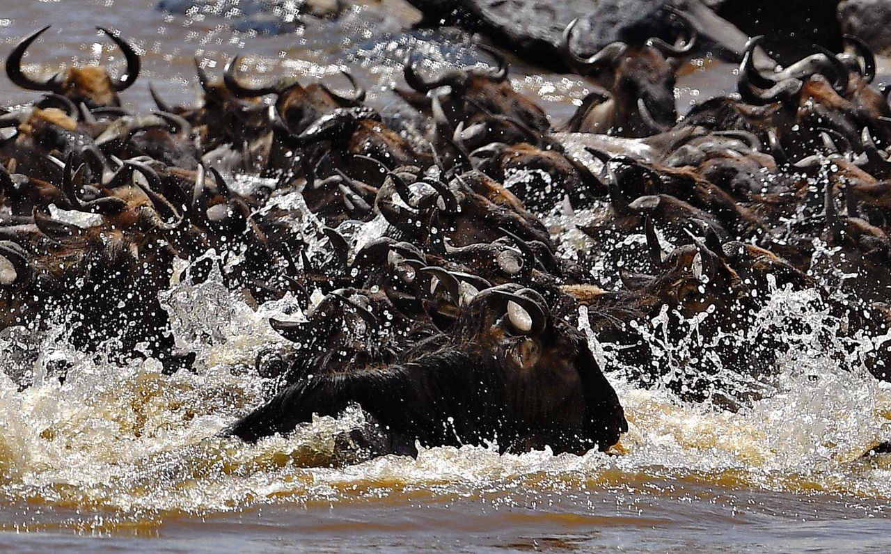 This annual crossing is commonly known as the Great Migration. During this time, herds of wildebeests can often be seen stretching across 40 kilometers in the Maasai Mara.<br />