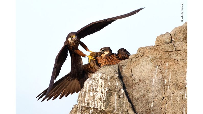 This shot by Italian photographer Alberto Fantoni shows a male Eleonora's falcon bringing his mate food on the steep cliffs of an island in Sardinia.