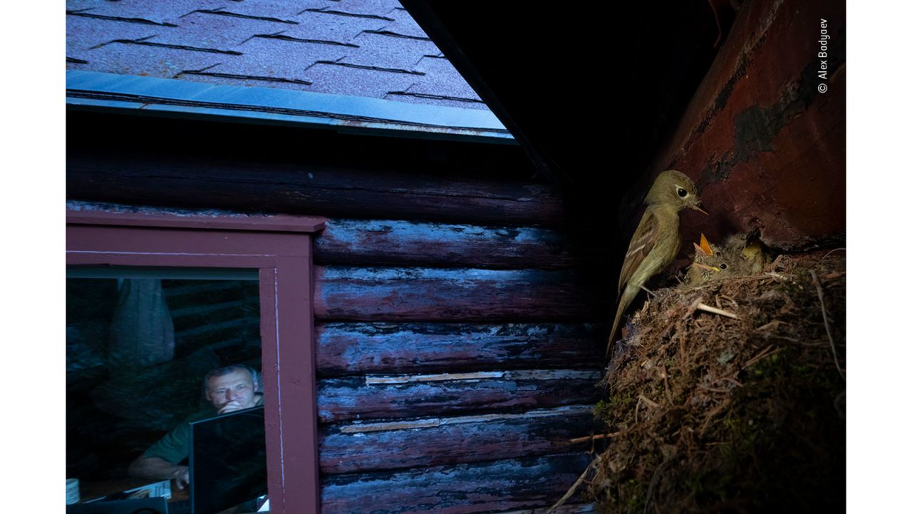 US-Russian photographer Alex Badyaev captures a biologist observing a Cordilleran flycatcher from a cabin in the Rocky Mountains, Montana, US.