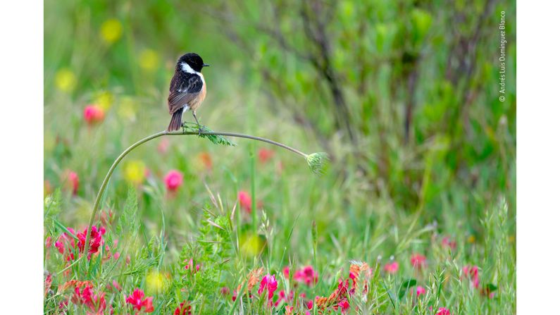 Andrés Luis Dominguez Blanco captured this image of a European stonechat near his home in Andalucia, Spain.