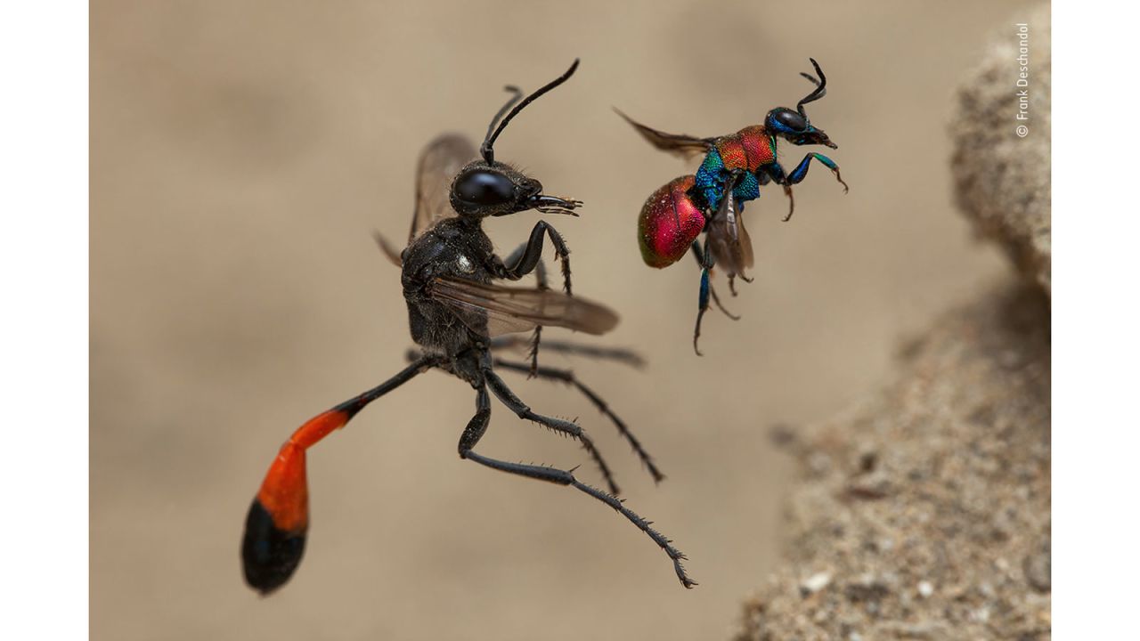 French photographer Frank Deschandol managed to capture a red-banded sand wasp (left) and a cuckoo wasp about to enter adjacent nest holes.