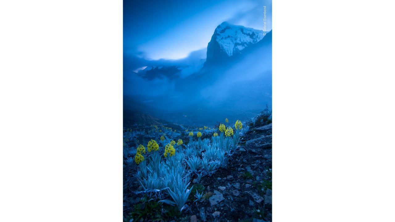 Colombian photographer Gabriel Eisenband captured this image of white arnica, a member of the daisy family found only in Colombia, on the slopes of Ritak'Uwa Blanco in the Colombian Andes.