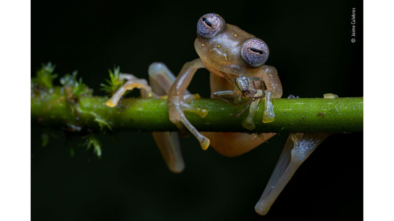 Spanish photographer Jaime Culebras photographed this Manduriacu glass frog eating a spider in the foothills of the Andes, northwestern Ecuador. 