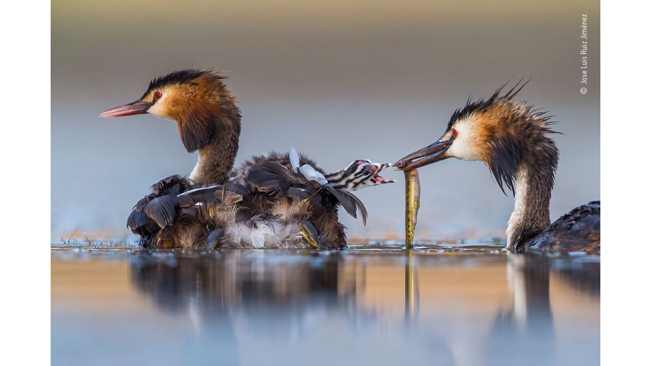 Jose Luis Ruiz Jiménez photographed this family of great crested grebes in a lagoon near Brozas, in his native Spain.