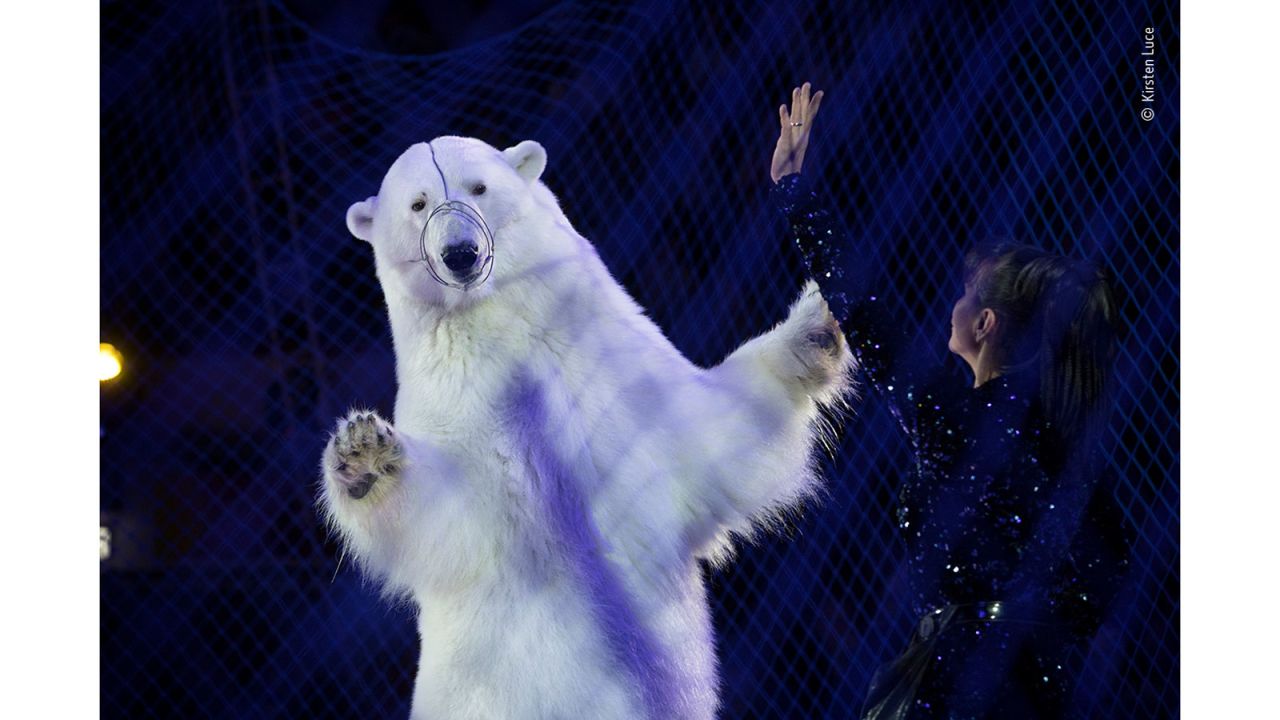 A polar bear performs at a Russian circus in Kazan, Tatarstan, photographed by US photographer Kirsten Luce.