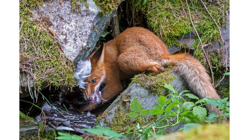 Young Wildlife Photographer of the Year winner Liina Heikkinen captured the moment a young fox made off to eat a barnacle goose without sharing with its siblings.