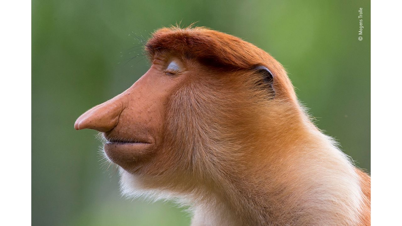 Danish photographer Mogens Trolle photographed this young male proboscis monkey striking a pose at a sanctuary in Sabah, Borneo.