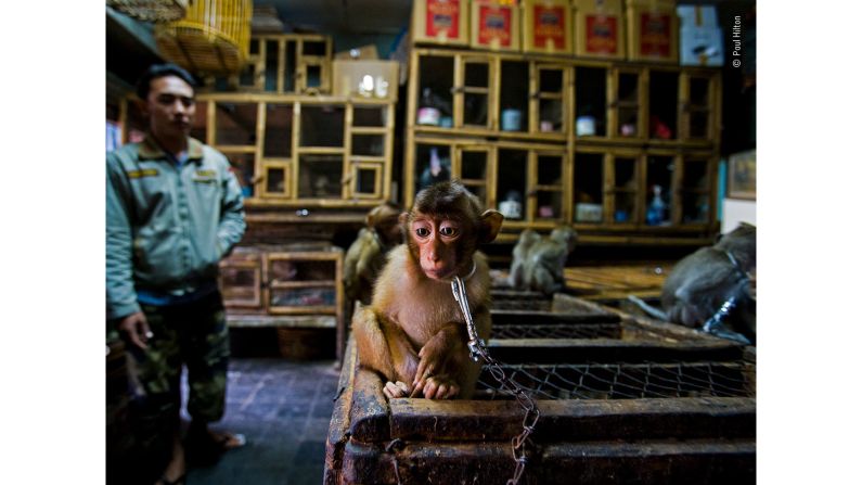 British-Australian photographer Paul Hilton got this shot of a young, chained pig-tailed macaque at Bali's bird market, Indonesia. Its mother would have been killed.
