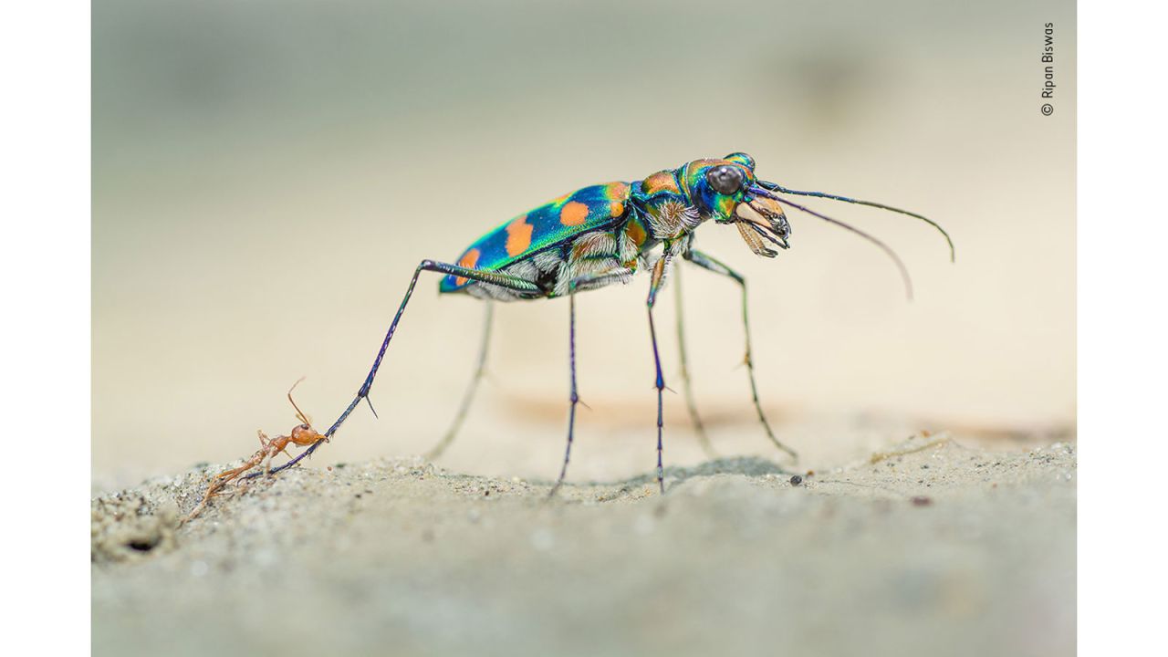 Indian photographer Ripan Biswas captured the moment a weaver ant bit into the hind leg of a giant riverine tiger beetle.