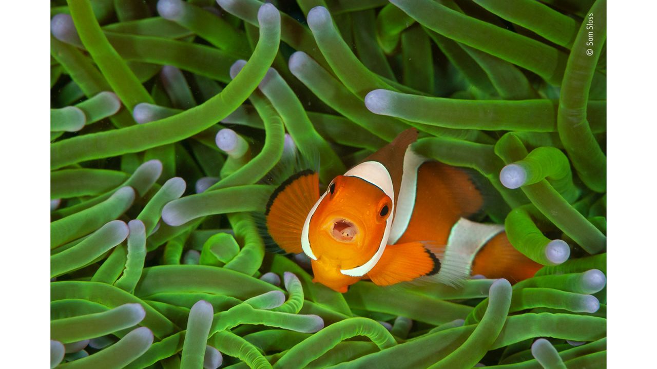 Italian-American photographer Sam Sloss captured this picture of a clown fish while on a diving holiday in North Sulawesi, Indonesia.