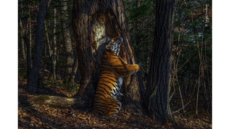 Overall winner Sergey Gorshkov got this rare tigress in her Siberian forest environment using a hidden camera in the Russian Far East.