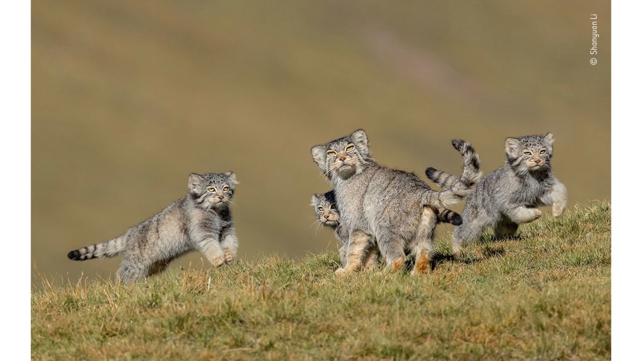 Shanyuan Li managed to capture a rare picture of a family of Pallas's cats -- or manuls -- on the Qinghai-Tibet Plateau in northwest China after six years' work at high altitude.