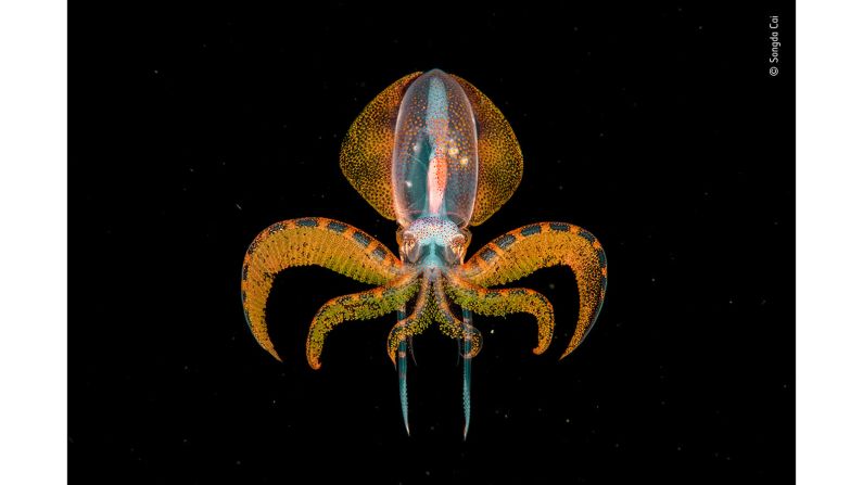 Songda Cai photographed this tiny diamondback squid paralarva whilst on a night dive over deep water, far off the coast of Anilao, in the Philippines.