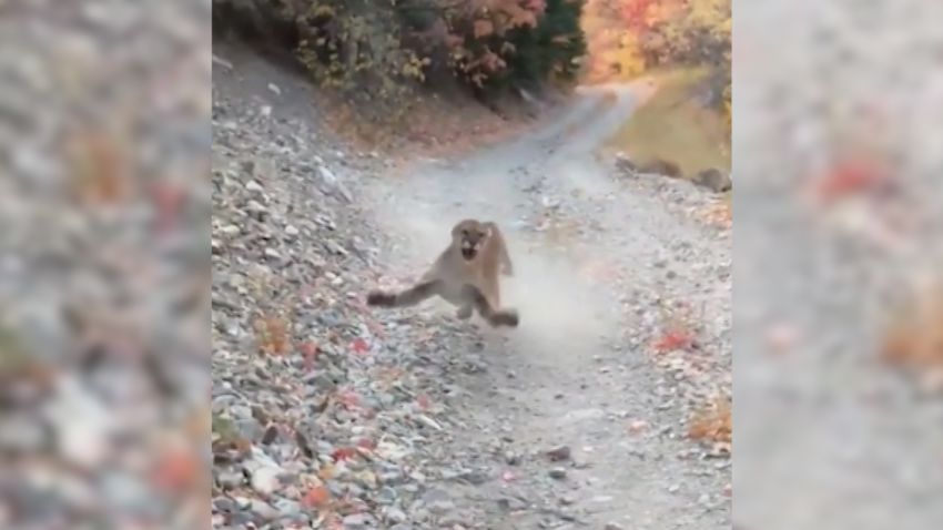 utah hiker cougar