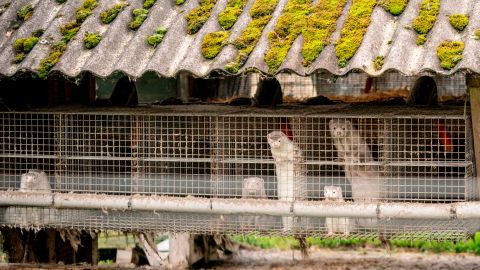 Mink are seen at a mink farm in Denmark where dozens of farms must cull their herds amid a spike in Covid-19 cases among the animals.