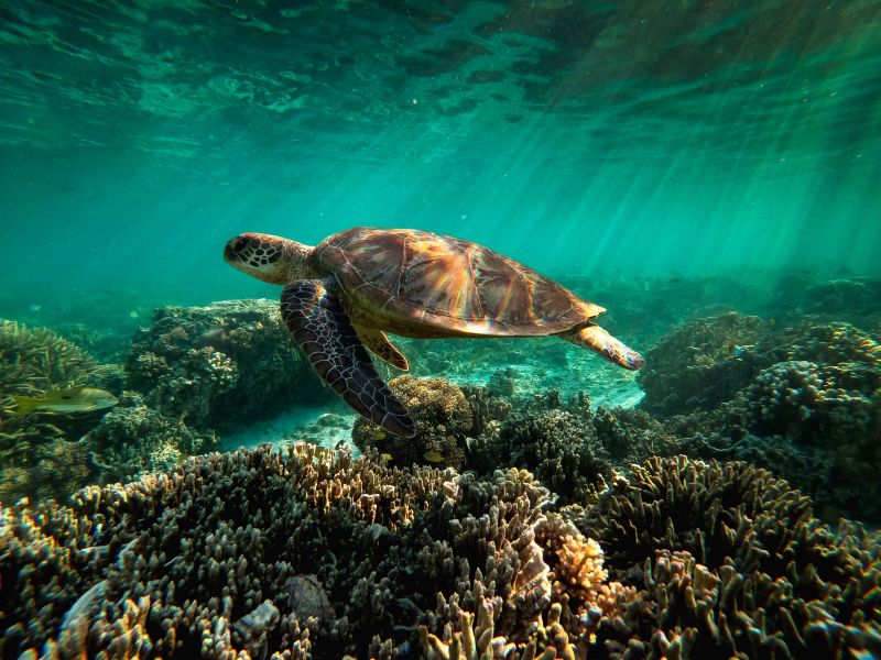 The Great Barrier Reef Has Lost Half Its Corals Within 3 Decades | CNN