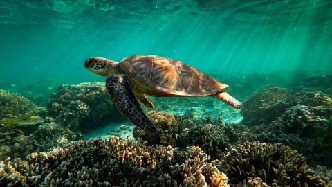 A green sea turtle is flourishing among the corals at lady Elliot island. In the quest to save the Great Barrier Reef, researchers, farmers and business owners are looking for ways to reduce the effects of climate change as experts warn that a third mass bleaching has taken place.