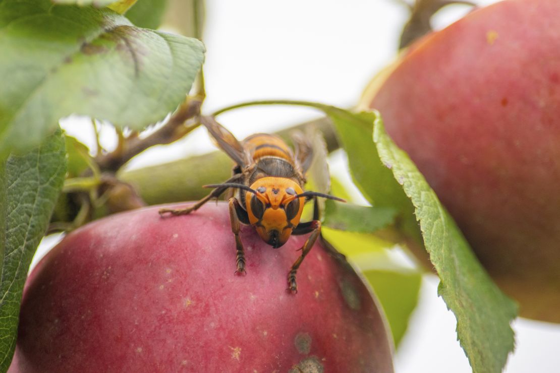 The captured Asian giant hornet on the apple tree.