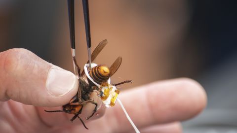 A live Asian giant hornet is affixed with a tracking device using dental floss on October 7 before being released in a photo provided by the Washington State  Department of Agriculture.