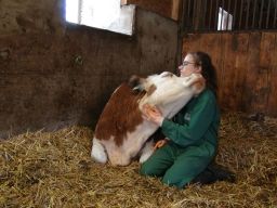 Researcher Annika Lange said cows will often stretch out their necks when relaxed. 