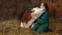 Researcher Annika Lange takes part in some bovine bonding.