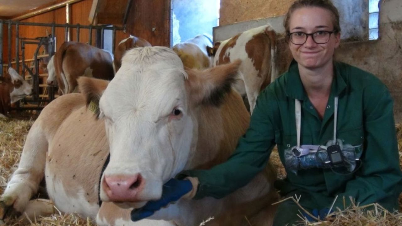 Cattle enjoy being stroked along the underside of their neck, researcher Annika Lange says. 