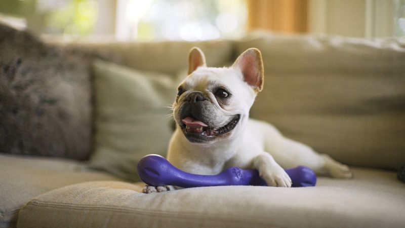 As pet adoptions soar this dog toy company is thriving