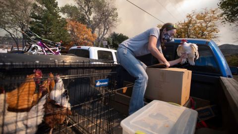 Airn Hartwig loads a chicken into a cardboard box as she evacuates due to the threat from the Cameron Peak Fire in Masonville, Colorado, on Wednesday.